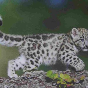 Tier Grusskarte Baby Schnee-Leopard